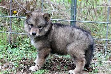 Discover Available Hybrid Wolf Puppies in Texas